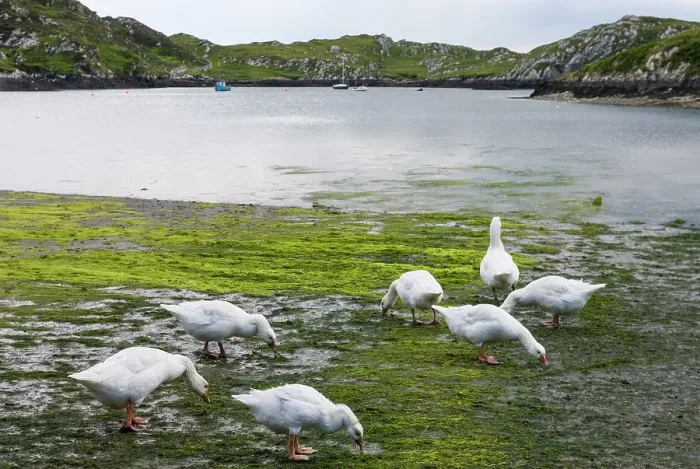 Framed Print : Geese, Inishbofin island, Connemara, County Galway, Connacht, Republic of Ireland Framed Print : Geese, Inishbofin island, Connemara, County Galway, Connacht, Republic of Ireland
