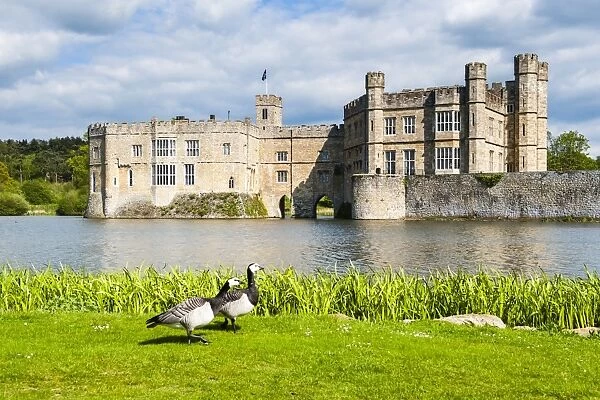 Geese at Leeds Castle, Maidstone, Kent, England, United Kingdom, Europe