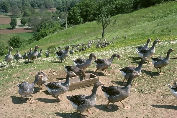 Geese raised for pate, Dordogne, France, Europe