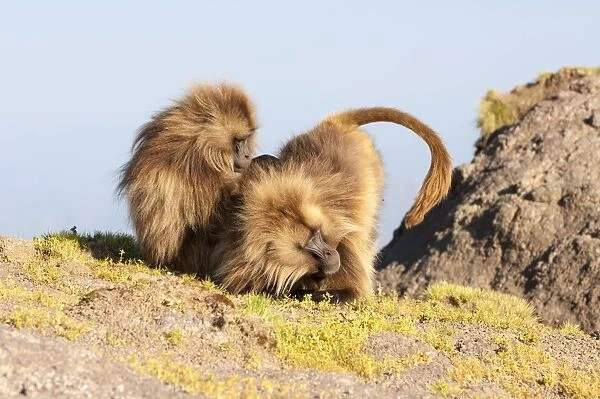 Gelada baboon (Theropithecus Gelada) grooming each other, Simien Mountains National Park, Amhara region, North Ethiopia, Africa