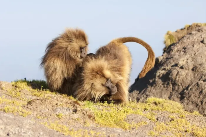 Framed Print : Gelada baboon (Theropithecus Gelada) grooming each other, Simien Mountains National Park, Amhara region, North Ethiopia, Africa Framed Print : Gelada baboon (Theropithecus Gelada) grooming each other, Simien Mountains National Park, Amhara region, North Ethiopia, Africa