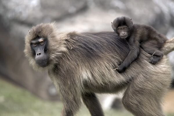 Gelada baboons, in the Simien Mountains National Park, Ethiopia, Africa