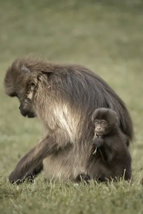 Framed Print : Gelada baboons, in the Simien Mountains National Park, Ethiopia, Africa Framed Print : Gelada baboons, in the Simien Mountains National Park, Ethiopia, Africa