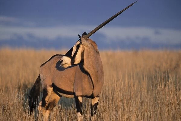 Gemsbok (oryx)