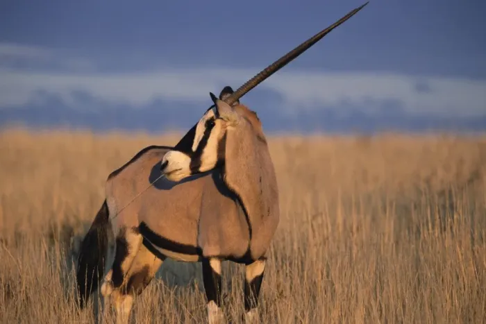 Framed Print : Gemsbok (oryx) Framed Print : Gemsbok (oryx)