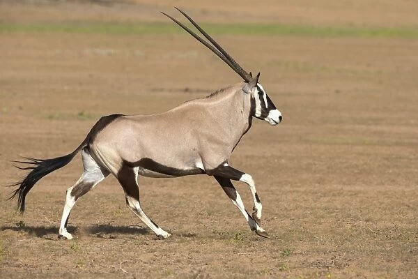 Gemsbok (Oryx gazella gazella) running, Kgalagadi Transfrontier Park, Northern Cape, South Africa, Africa