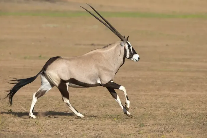 Framed Print : Gemsbok (Oryx gazella gazella) running, Kgalagadi Transfrontier Park, Northern Cape, South Africa, Africa Framed Print : Gemsbok (Oryx gazella gazella) running, Kgalagadi Transfrontier Park, Northern Cape, South Africa, Africa