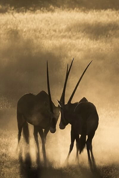 Gemsbok (Oryx gazella), Kgalagadi Transfrontier Park, South Africa, Africa
