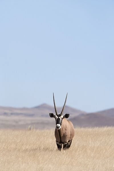 Gemsbok (Oryx gazella), Namib Desert, Namibia, Africa