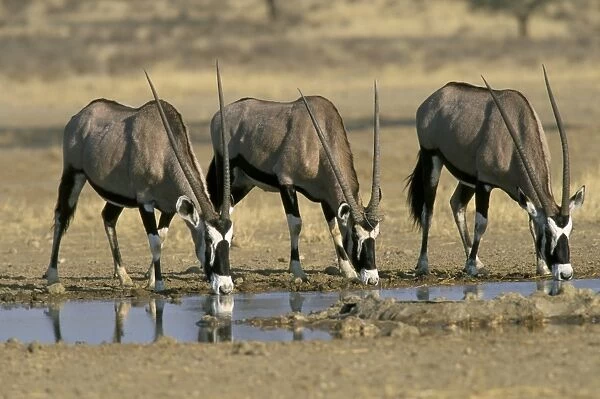 Gemsbok (oryx) (Oryx gazella) drinking at waterhole