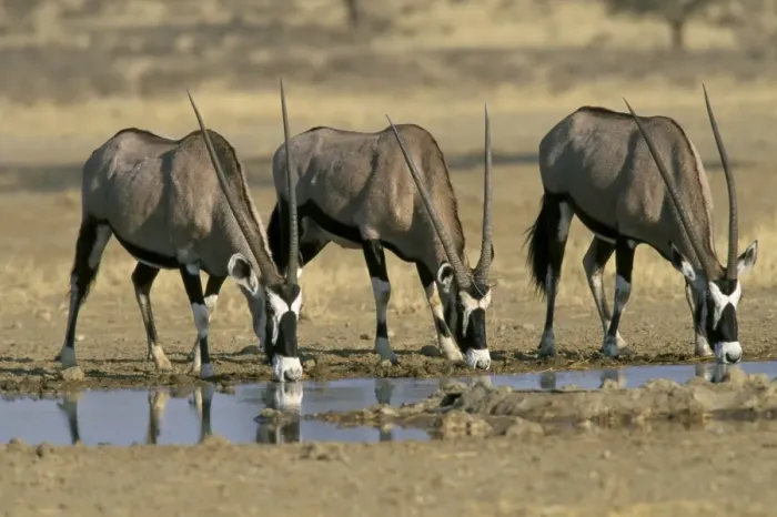 Framed Print : Gemsbok (oryx) (Oryx gazella) drinking at waterhole Framed Print : Gemsbok (oryx) (Oryx gazella) drinking at waterhole