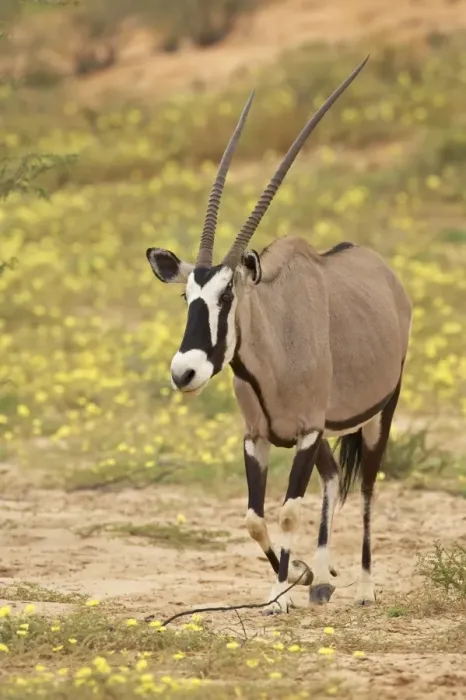 Framed Print : Gemsbok (South African oryx) Framed Print : Gemsbok (South African oryx)