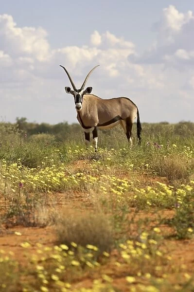 Gemsbok (South African oryx)