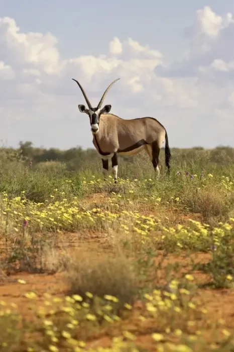 Framed Print : Gemsbok (South African oryx) Framed Print : Gemsbok (South African oryx)