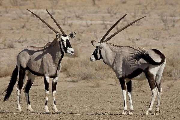 Two gemsbok (South African oryx) (Oryx gazella) face to face, Kgalagadi Transfrontier Park