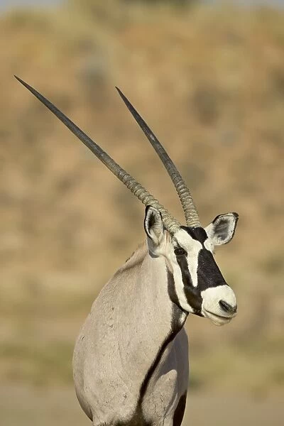 Gemsbok (South African Oryx) (Oryx gazella), Kgalagadi Transfrontier Park