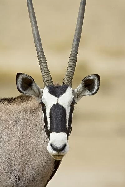 Gemsbok or South African oryx (Oryx gazella), Kgalagadi Transfrontier Park