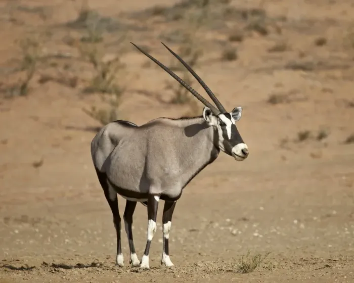 Framed Print : Gemsbok (South African oryx) (Oryx gazella), Kgalagadi Transfrontier Park, encompassing the former Kalahari Gemsbok National Park, South Africa, Africa Framed Print : Gemsbok (South African oryx) (Oryx gazella), Kgalagadi Transfrontier Park, encompassing the former Kalahari Gemsbok National Park, South Africa, Africa