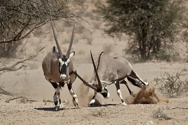 Two gemsbok (South African oryx) (Oryx gazella) fighting, Kgalagadi Transfrontier Park, encompassing the former Kalahari Gemsbok National Park, South Africa, Africa