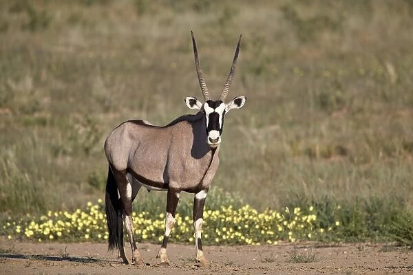Gemsbok (South African Oryx) (Oryx gazella) buck, Kgalagadi Transfrontier Park, South Africa