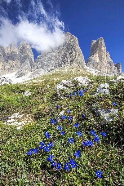 Gentians bloom around the Three Peaks of Lavaredo, Sesto, Dolomites, Trentino-Alto Adige