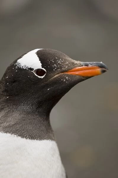 Gentoo penguin, Aitcho Island, South Shetland Islands, Antarctica, Polar Regions