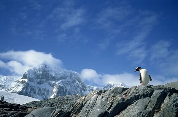 Gentoo penguin, Antarctica, Polar Regions