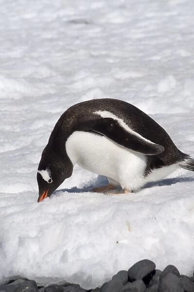 Gentoo penguin at Brown Bluff, Antarctic Peninsula, Antarctica, Polar Regions