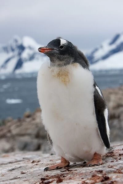 Gentoo penguin chick (Pygoscelis papua papua), Port Lockroy, Antarctic Peninsula