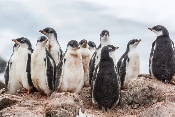 Gentoo penguin chicks (Pygoscelis papua), creching together, Mikkelsen Harbor, Trinity Island, Antarctica, Polar Regions
