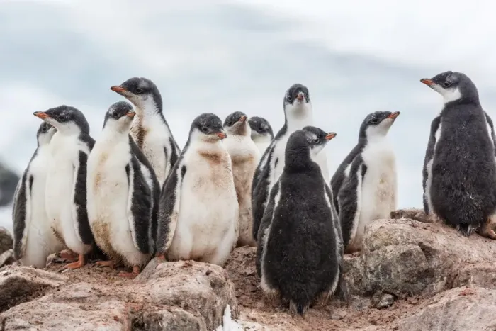 Framed Print : Gentoo penguin chicks (Pygoscelis papua), creching together, Mikkelsen Harbor, Trinity Island, Antarctica, Polar Regions