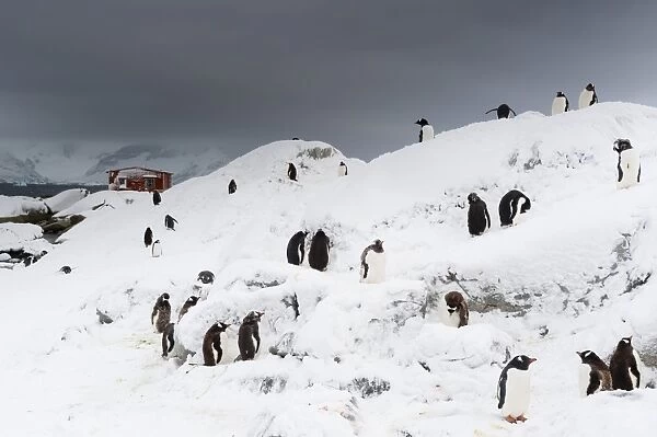 A Gentoo penguin colony (Pygoscelis papua) near Groussac Argentinian hut, Petermann Island