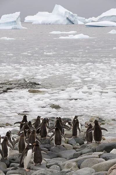 Gentoo penguin, Cuverville Island, Antarctic Peninsula, Antarctica, Polar Regions
