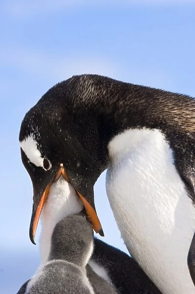 Gentoo penguin family Neko Cove (Harboor), Antarctica, Polar Regions