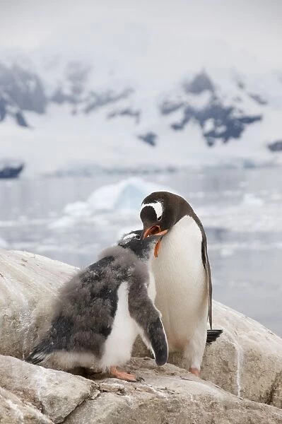 Gentoo penguin feeding chick, Neko Harbour, Antarctic Peninsula, Antarctica