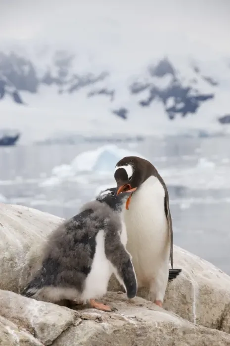 Framed Print : Gentoo penguin feeding chick, Neko Harbour, Antarctic Peninsula, Antarctica Framed Print : Gentoo penguin feeding chick, Neko Harbour, Antarctic Peninsula, Antarctica