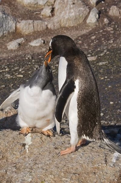 Gentoo penguin feeding large chick, Gourdin Island, Antarctic Peninsula