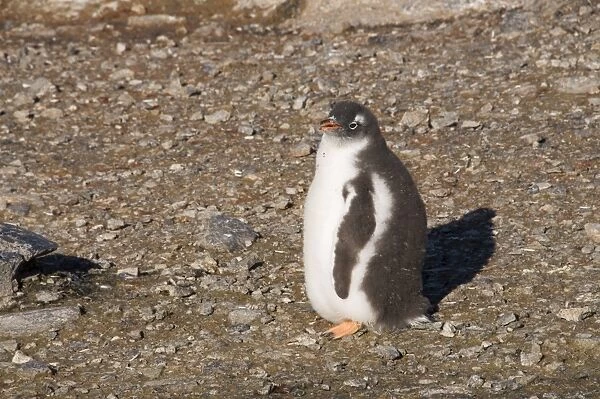 Gentoo penguin, Gourdin Island, Antarctic Peninsula, Antarctica, Polar Regions