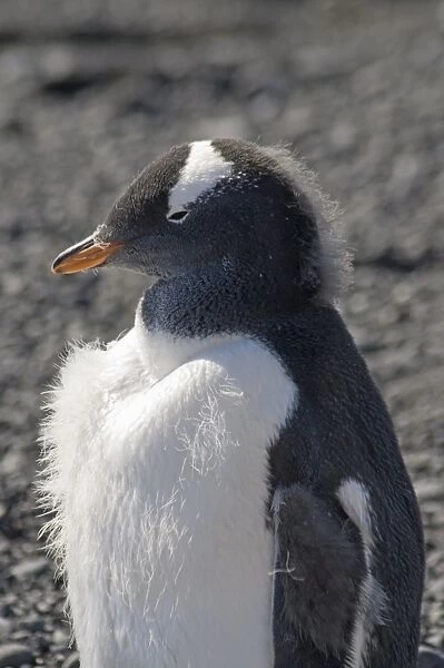 Gentoo Penguin moulting at Brown Bluff, Antarctic Peninsula, Antarctica, Polar Regions