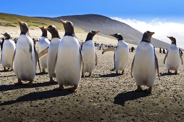 Gentoo penguin (Pygoscelis papua) group displays inquisitive behaviour, the Neck, Saunders Island, Falkland Islands, South America
