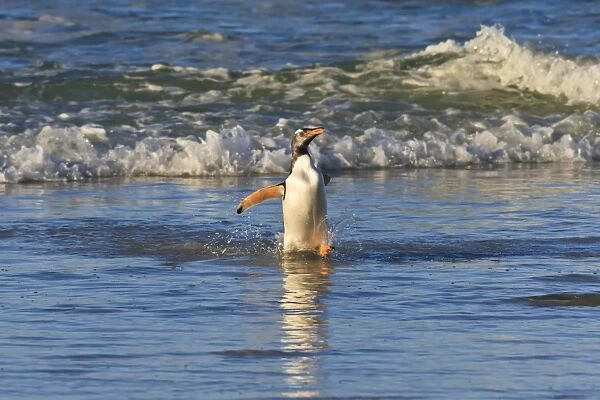 Gentoo penguin (Pygoscelis papua) emerges from the sea in late afternoon light, The Neck, Saunders Island, Falkland Islands, South America