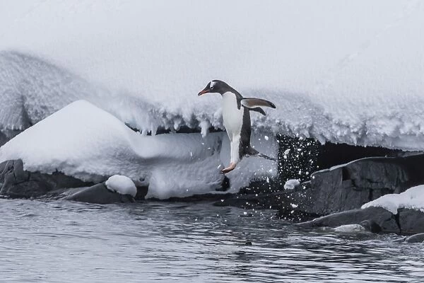 Gentoo penguin (Pygoscelis papua) leaping into the sea at Booth Island, Antarctica