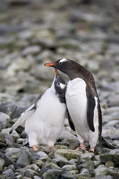 Gentoo penguin (Pygoscelis papua) adult with chick begging for food, Ronge Island