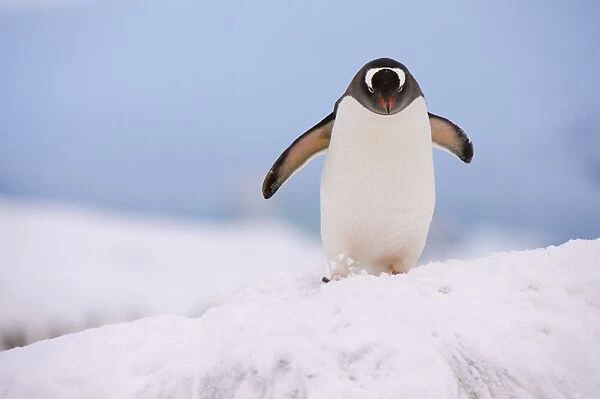 A gentoo penguin (Pygoscelis papua), Petermann Island, Antarctica, Polar Regions