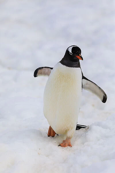 Gentoo penguin (Pygoscelis papua), Cuverville Island, Errera Channel, Danco Coast