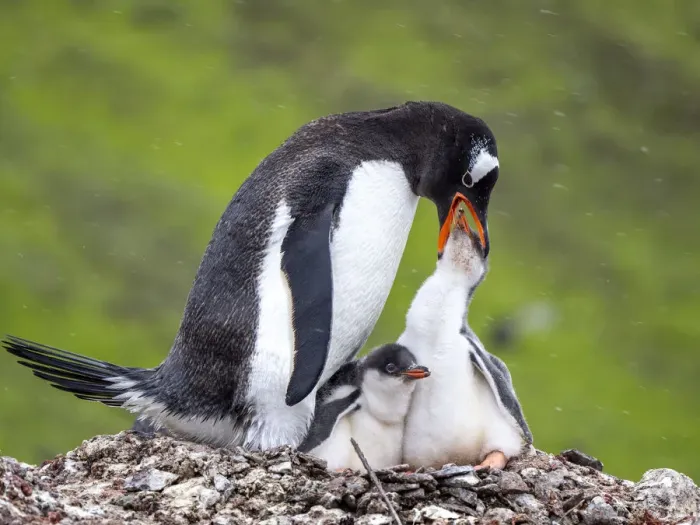 Framed Print : A gentoo penguin (Pygoscelis papua), parent feeding a chick on Barrientos Island, Aitcho Island Group, Antarctica, Polar Regions Framed Print : A gentoo penguin (Pygoscelis papua), parent feeding a chick on Barrientos Island, Aitcho Island Group, Antarctica, Polar Regions