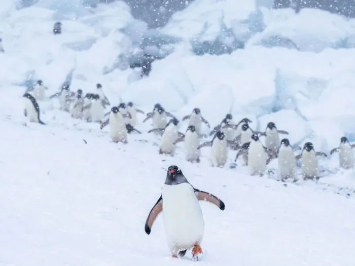 Framed Print : Gentoo penguin (Pygoscelis papua), at breeding colony during a snowstorm, Brown Bluff, Antarctic Sound, Antarctica, Polar Regions Framed Print : Gentoo penguin (Pygoscelis papua), at breeding colony during a snowstorm, Brown Bluff, Antarctic Sound, Antarctica, Polar Regions
