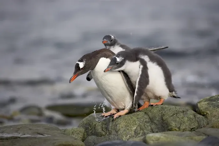 Framed Print : Gentoo penguin (Pygoscelis papua) adult with two chicks begging for food Framed Print : Gentoo penguin (Pygoscelis papua) adult with two chicks begging for food
