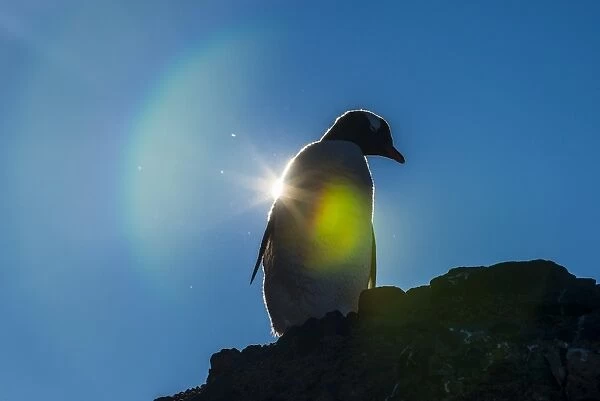 Gentoo penguin (Pygoscelis papua) in backlight, Brown Bluff, Antarctica, Polar Regions