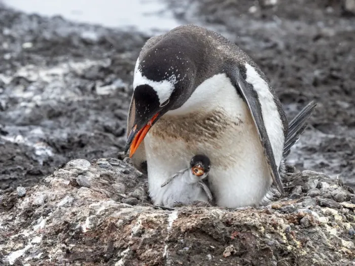 Framed Print : A gentoo penguin (Pygoscelis papua) chick with its parent on Barrientos Island, Aitcho Island Group, Antarctica, Polar Regions Framed Print : A gentoo penguin (Pygoscelis papua) chick with its parent on Barrientos Island, Aitcho Island Group, Antarctica, Polar Regions